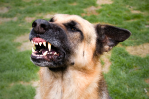 One-Bite Rule for Dog Bite Cases