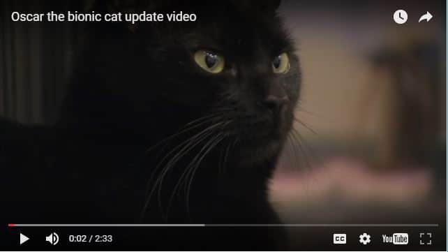 Kitties Get New Legs!